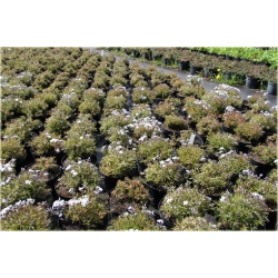 bylina Płomyk (floks) szydlasty B311