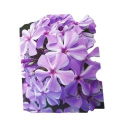 bylina Płomyk floks All in One B232