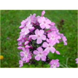 bylina Płomyk floks All in One B232