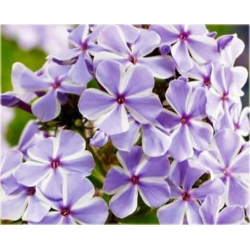 bylina Płomyk floks All in One B232