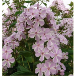 bylina Płomyk floks All in One B232