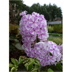 bylina Płomyk floks All in One B232