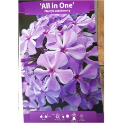 bylina Płomyk floks All in One B232