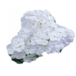 bylina Płomyk wiechowaty biały B236