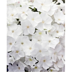 bylina Płomyk wiechowaty biały B236