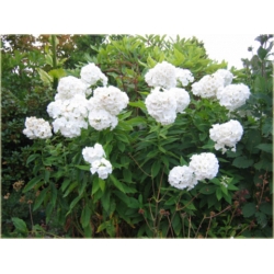 bylina Płomyk wiechowaty biały B236