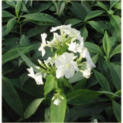 bylina Płomyk wiechowaty biały B236