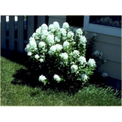 bylina Płomyk wiechowaty biały B236