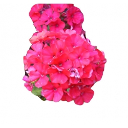 bylina Płomyk Lizzy, floks B231