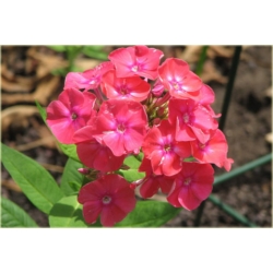 bylina Płomyk Lizzy, floks B231