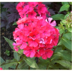 bylina Płomyk Lizzy, floks B231