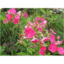 bylina Płomyk Lizzy, floks B231