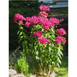 bylina Płomyk Lizzy, floks B231