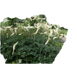 bylina Pluskwica Świecznica B312