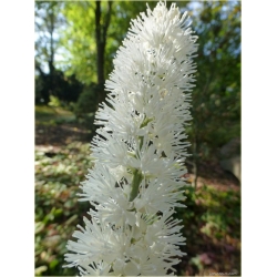 bylina Pluskwica Świecznica B312