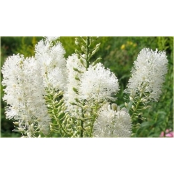 bylina Pluskwica Świecznica B312