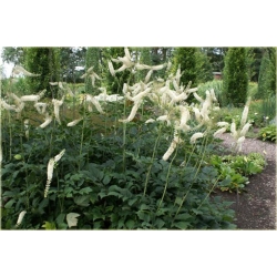 bylina Pluskwica Świecznica B312