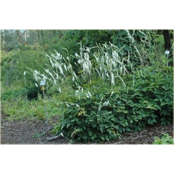 bylina Pluskwica Świecznica B312