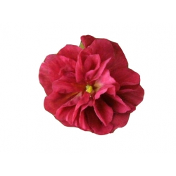 bylina Posłonek ogrodowy Cerise Queen B299