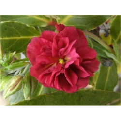 bylina Posłonek ogrodowy Cerise Queen B299