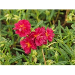 bylina Posłonek ogrodowy Cerise Queen B299