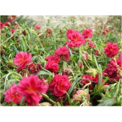 bylina Posłonek ogrodowy Cerise Queen B299