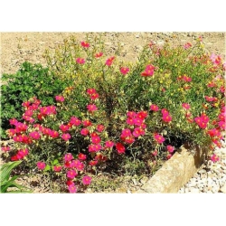 bylina Posłonek ogrodowy Cerise Queen B299