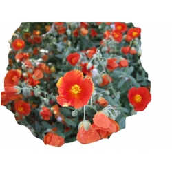 bylina Posłonek ogrodowy B244