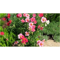 bylina Posłonek ogrodowy B244