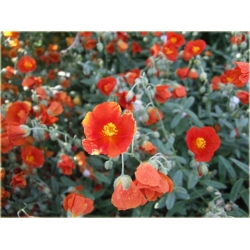 bylina Posłonek ogrodowy B244