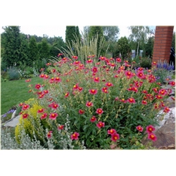 bylina Posłonek ogrodowy B244