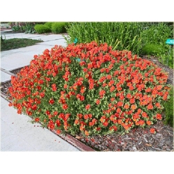 bylina Posłonek ogrodowy B244