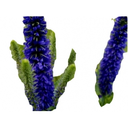 bylina Przetacznik kłosowy Ulster Dwarf Blue B326