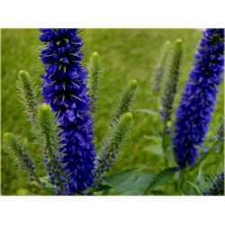 bylina Przetacznik kłosowy Ulster Dwarf Blue B326