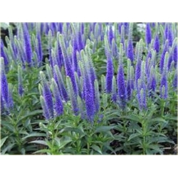 bylina Przetacznik kłosowy Ulster Dwarf Blue B326