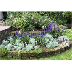 bylina Przetacznik kłosowy Ulster Dwarf Blue B326