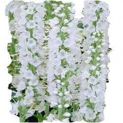 bylina Przetacznik kłosowy Alba B262