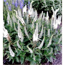 bylina Przetacznik kłosowy Alba B262