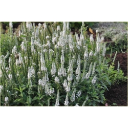 bylina Przetacznik kłosowy Alba B262