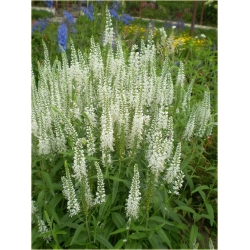 bylina Przetacznik kłosowy Alba B262