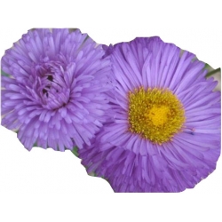 bylina Przymiotno okazałe B248