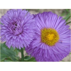 bylina Przymiotno okazałe B248