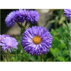 bylina Przymiotno okazałe B248