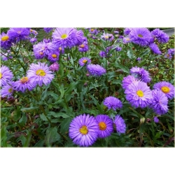 bylina Przymiotno okazałe B248