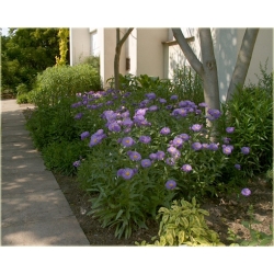 bylina Przymiotno okazałe B248