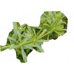 bylina Przytulia B230