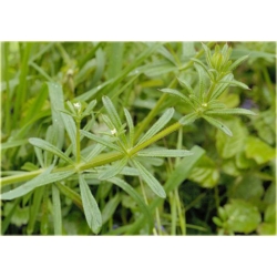 bylina Przytulia B230