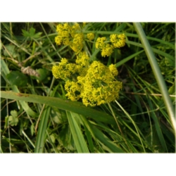 bylina Przytulia B230