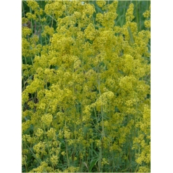 bylina Przytulia B230