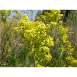 bylina Przytulia B230